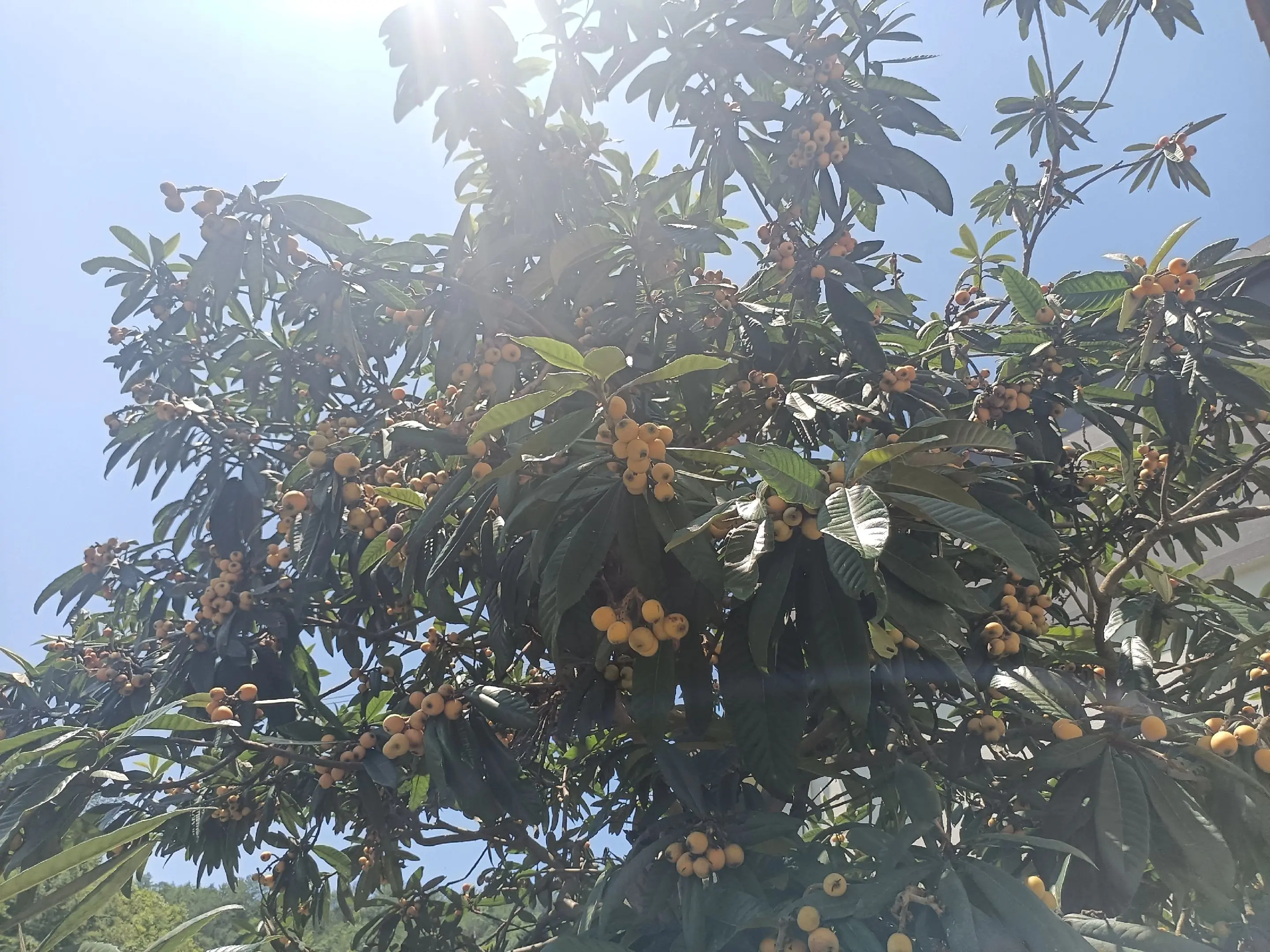 夏日炎炎 慢生活 ，好心情。