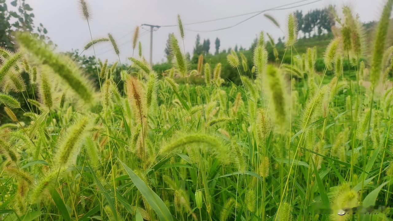 小时候总爱掐一把狗尾草，绕成戒指戴在手上，以为能套住整个夏天。
如今再看见这一片