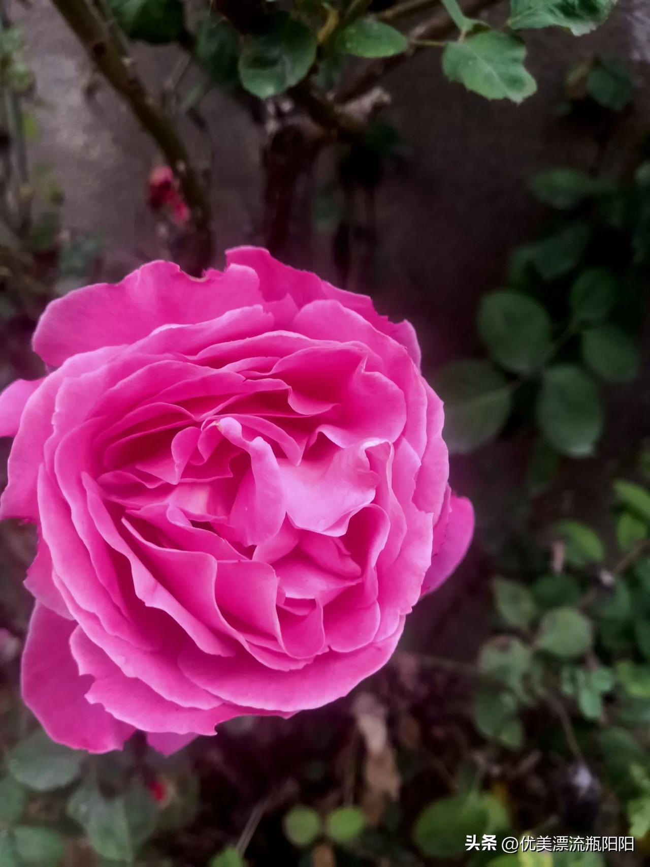 做一个普通的人，简单的生活，开心快乐每一天才是最重要的！[祈祷][祈祷][祈祷]