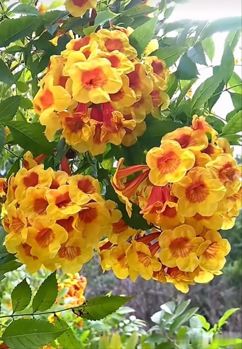 橙钟花，也叫金铃树、黄花凌霄，紫葳科常绿灌木。花型如钟铃，橙黄花瓣带红纹，花量大