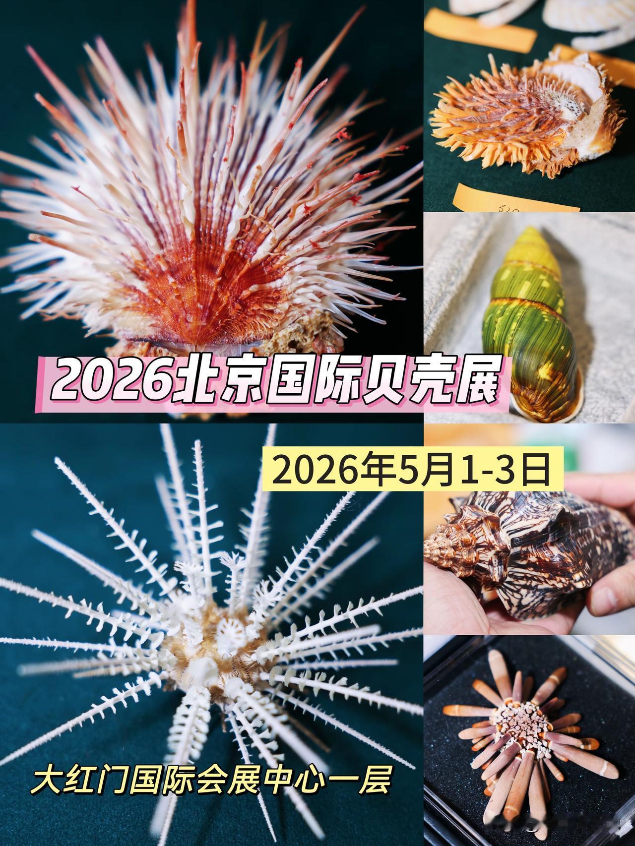 五一小长假北京贝展免费来袭，不容错过！
📢号外号外，这个五一小长假，咱北京将举