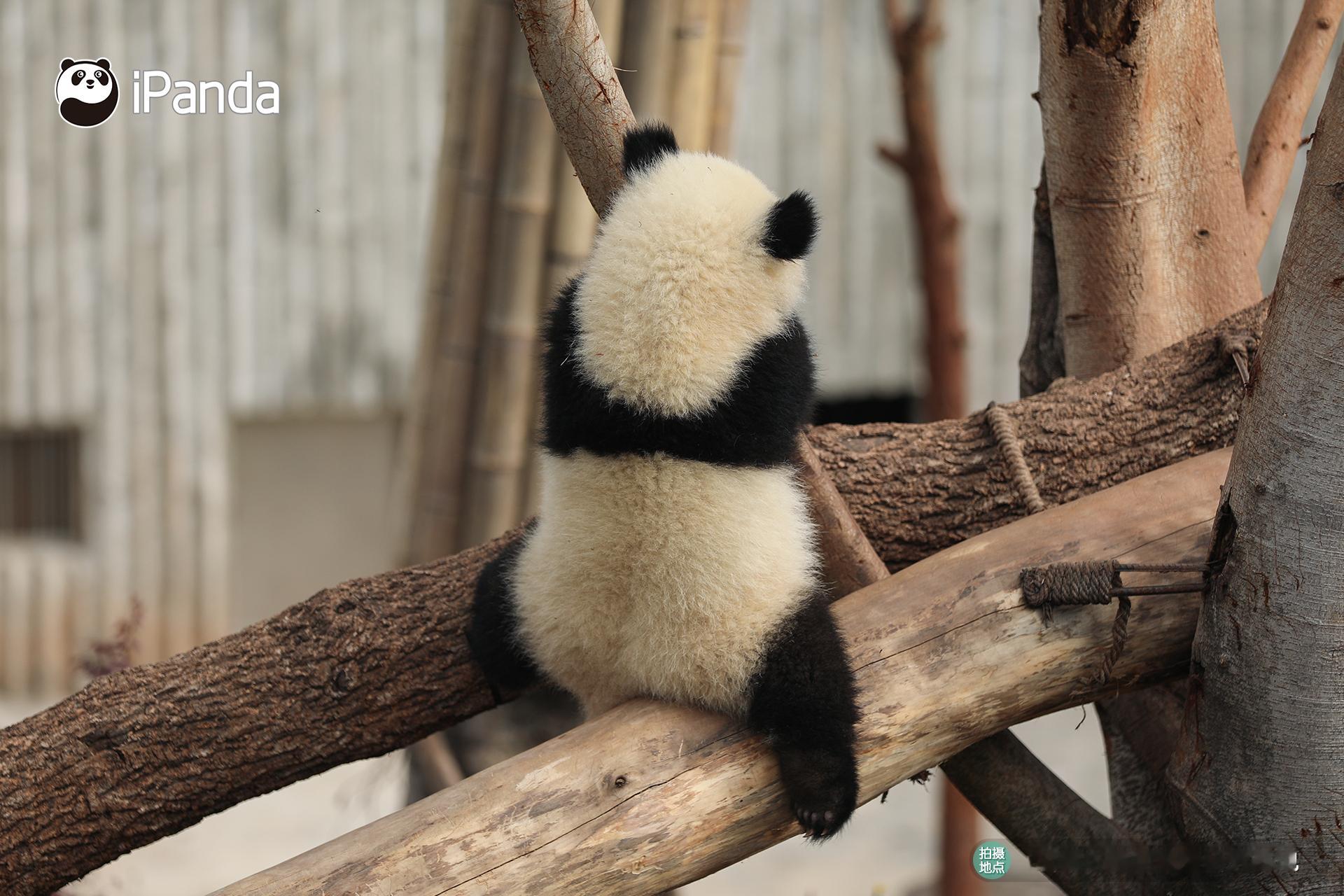 （●´3｀）~♪ 你好，进来看可爱小熊～[举手] #iPanda爱熊猫# ​​​