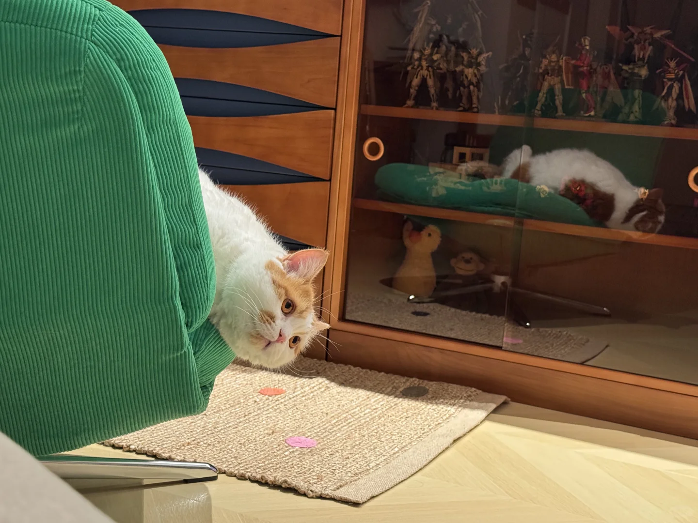 探出一个圆脑袋