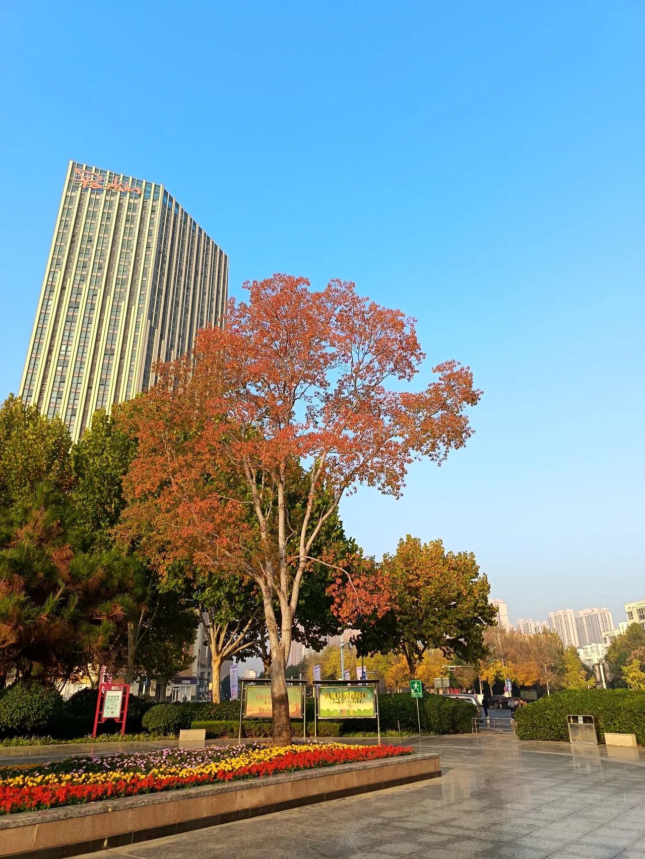 喜欢拍树，尤其是秋天的树，树叶五彩斑斓，像满树的花。

今年秋天温度高，树叶黄的