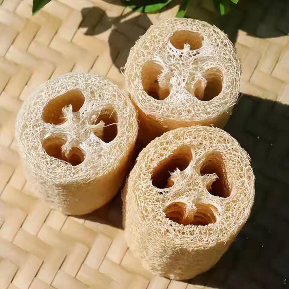  家常菜中的丝瓜，竟成为轰-6轰炸机的隐身秘籍！丝瓜作为日常生活中常见的一款食物