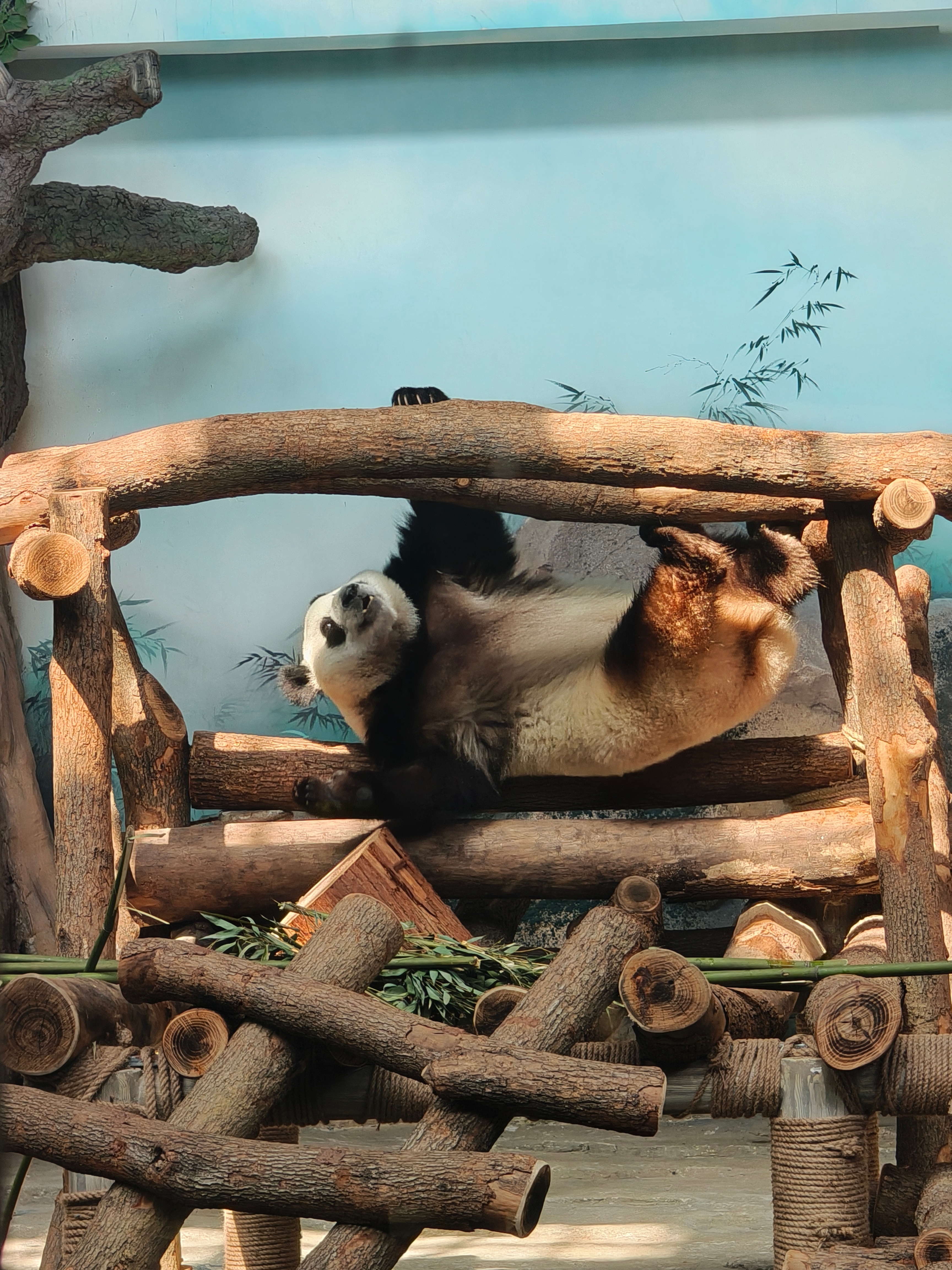 熊猫等饭，熊猫干饭，熊猫减肥 