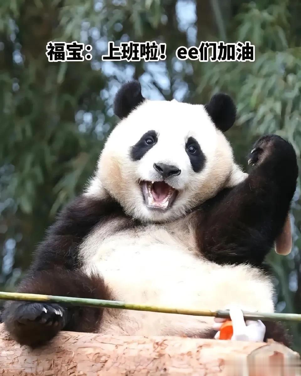 各种表情包的演示，都是些老照片，但每一次看大概都会让人怀念。

历史，这里有黑历