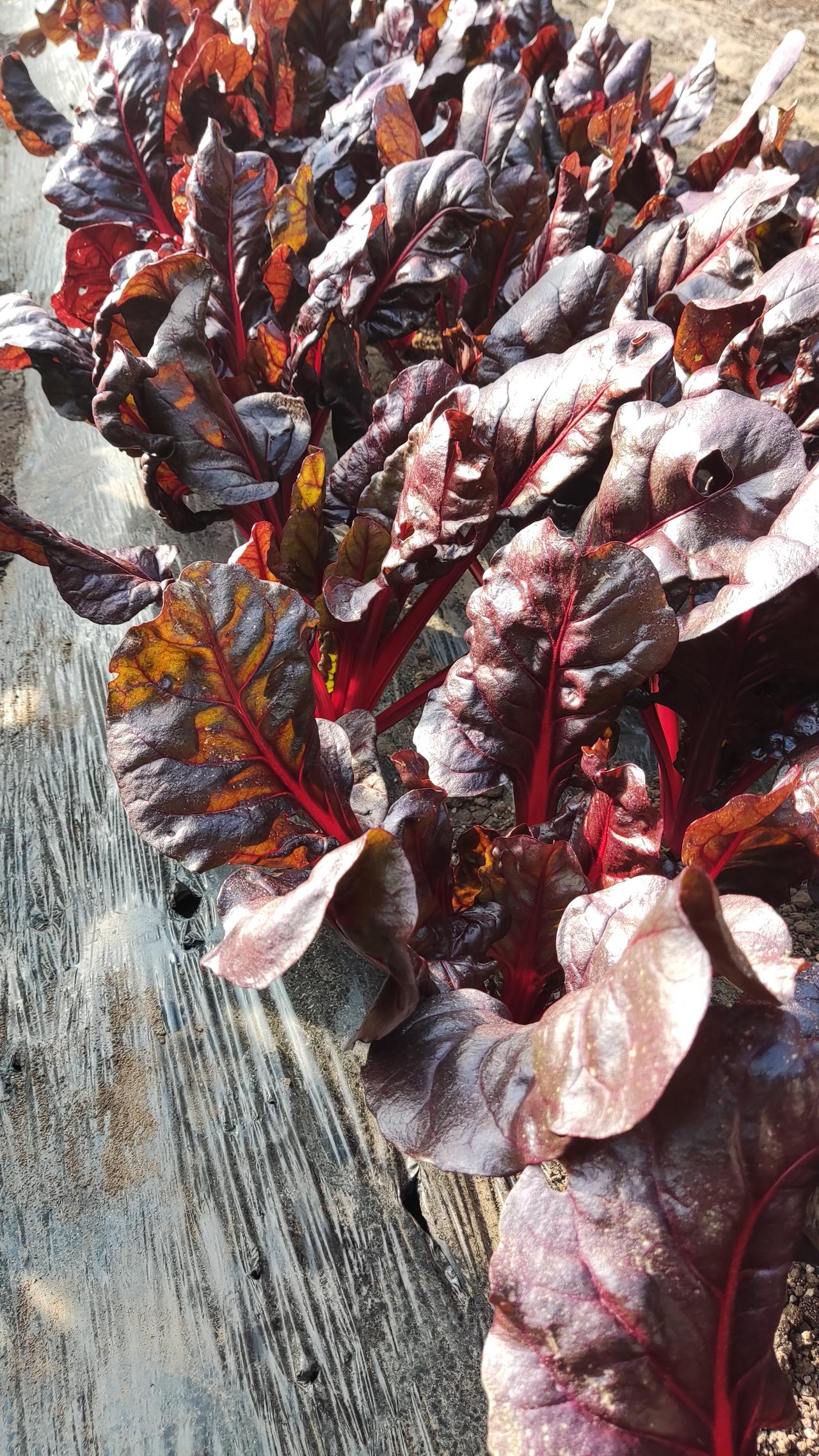 今年冬天的不同红起来