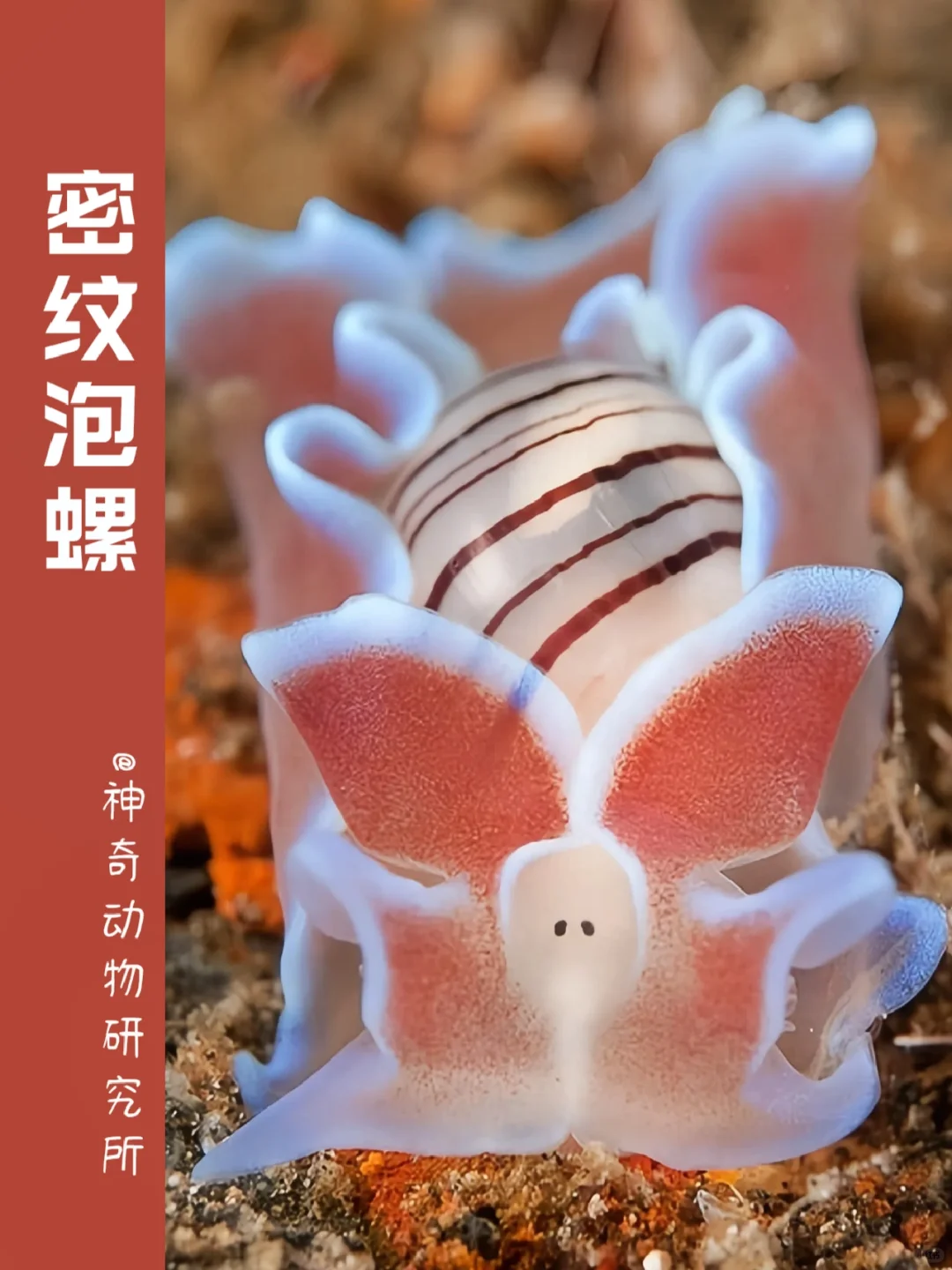 每天了解一种趣味动物👀密纹泡螺