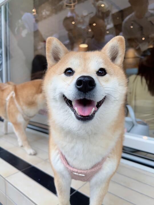 在咖啡馆被柴犬wink击沉!