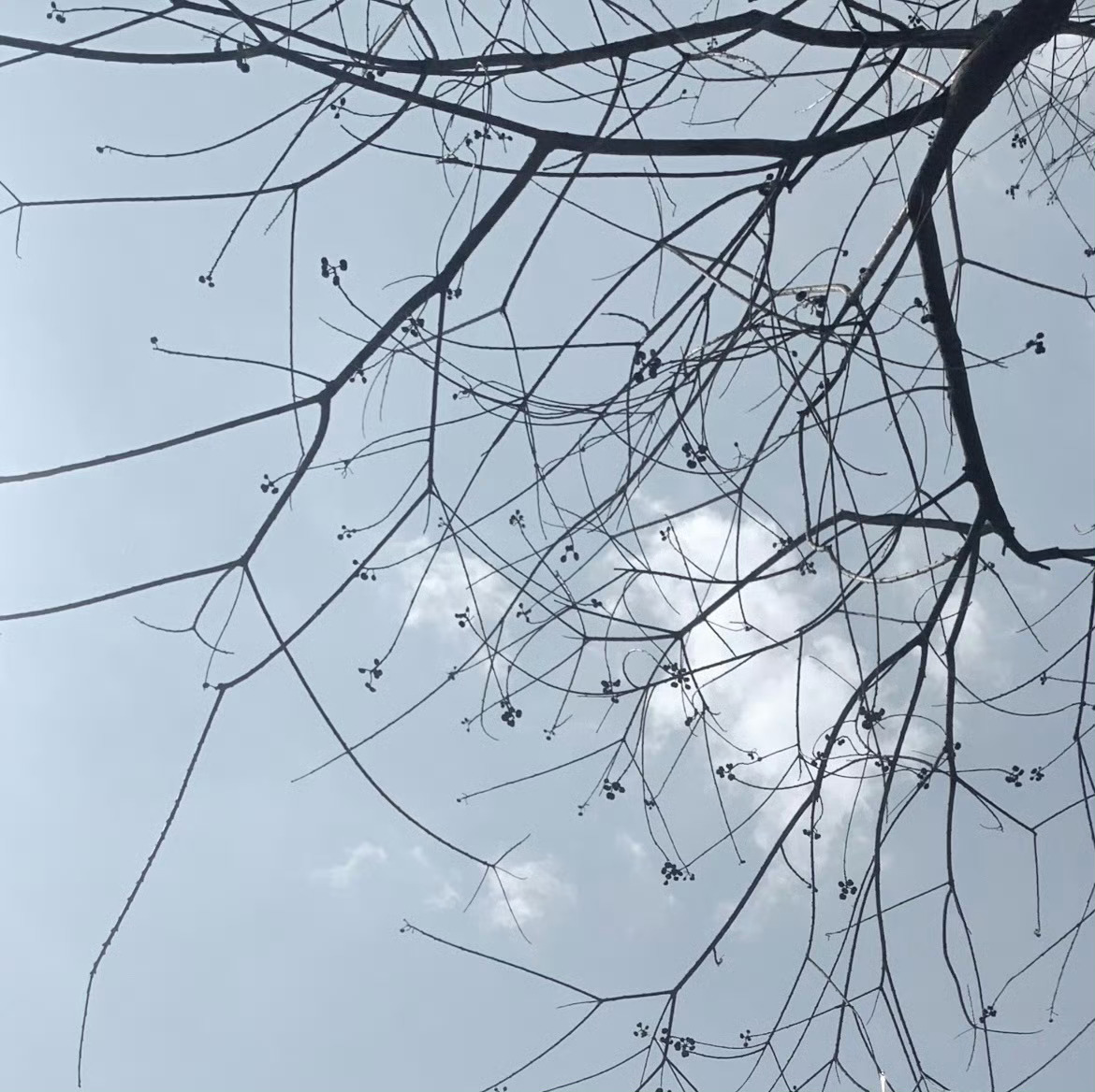 氤蓝的色调  断联的雾雨  停泊于此的我 