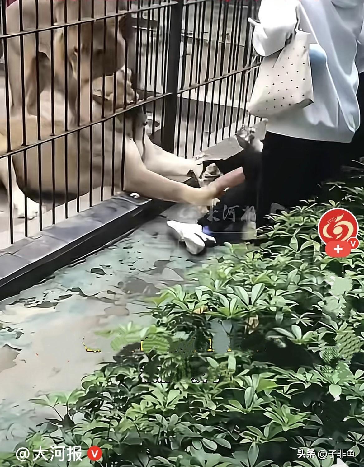 今天大年十二，广东汕头中山公园上演了惊险一幕，不是虎口脱险，是狮爪脱险……
  