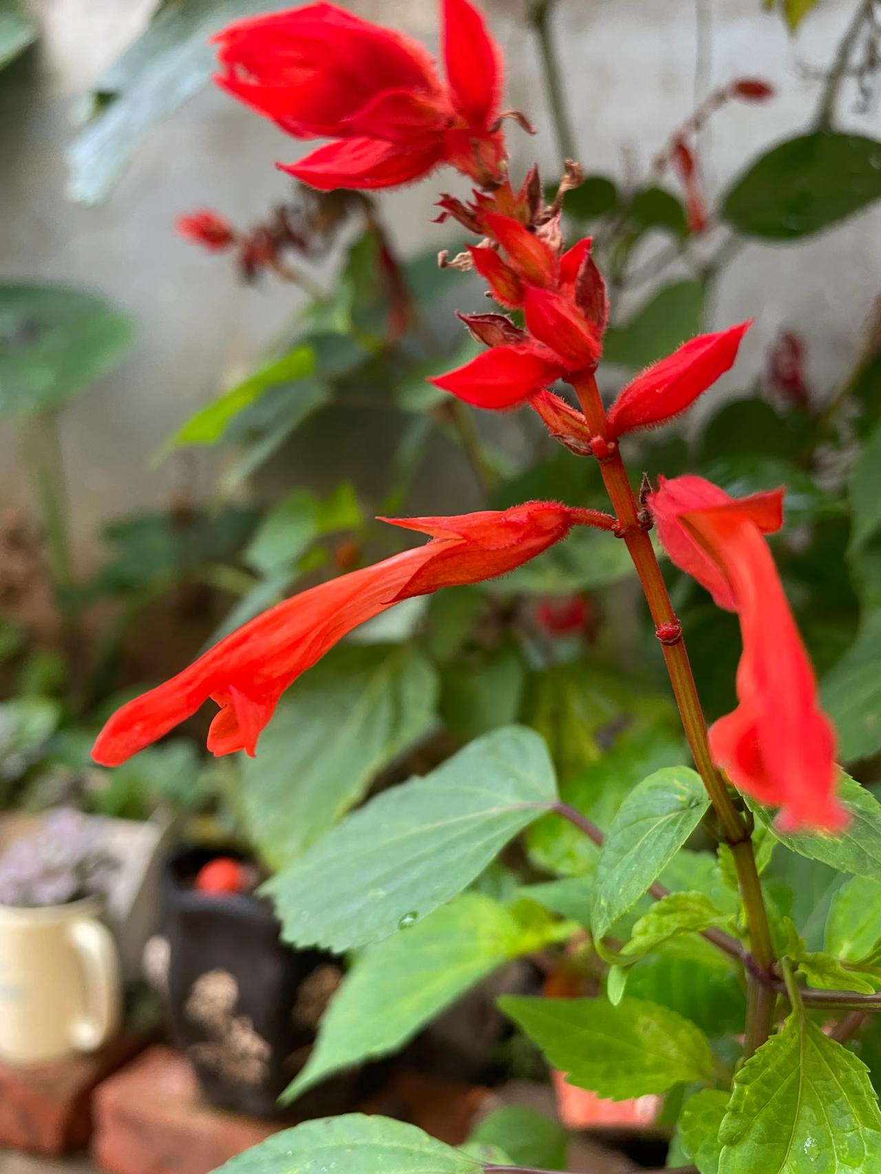 #手机里拍摄的花花草草#