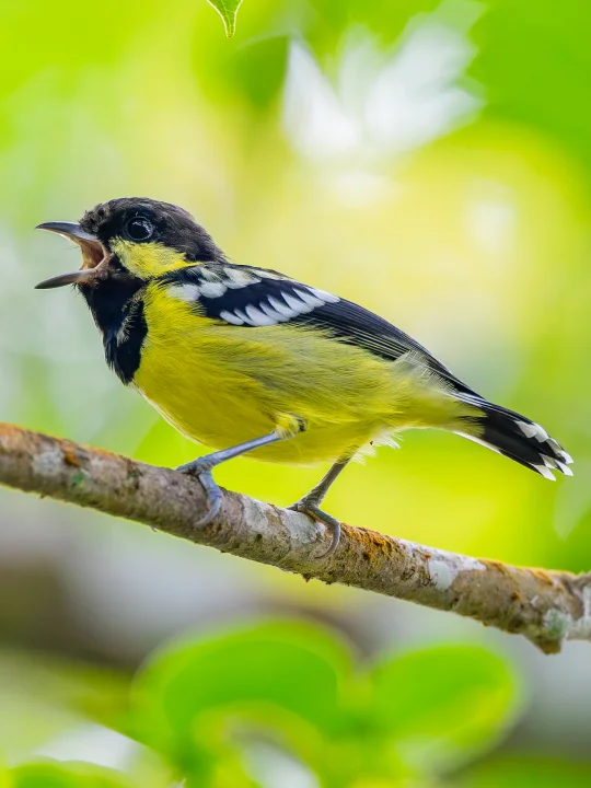 超可爱丽色山雀跑到我面前