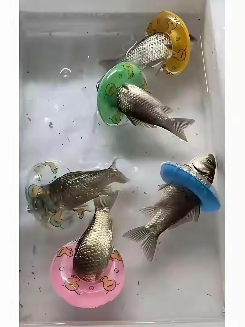 人的蠢与善没有必要联系。