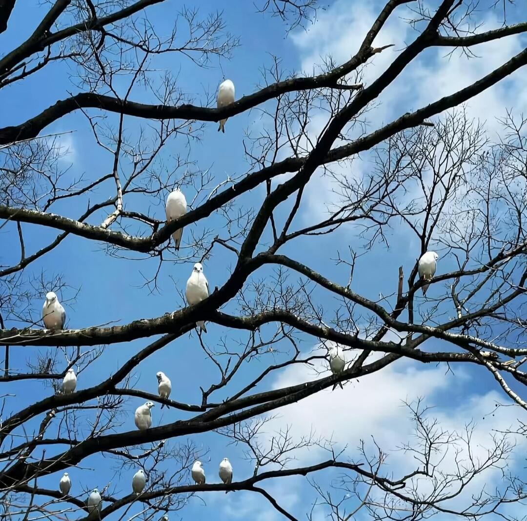 𝐒𝐇𝐀𝐑𝐄｜小众背景图🦋💧 