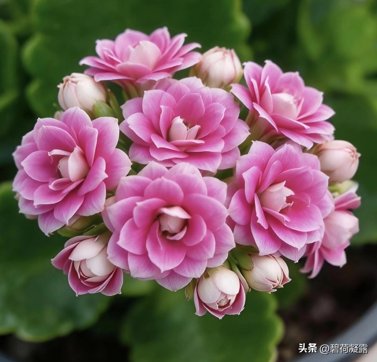 沉鱼落雁.
闭月羞花.
出水芙蓉.
倾国倾城.
秀外慧中.
眉目如画.