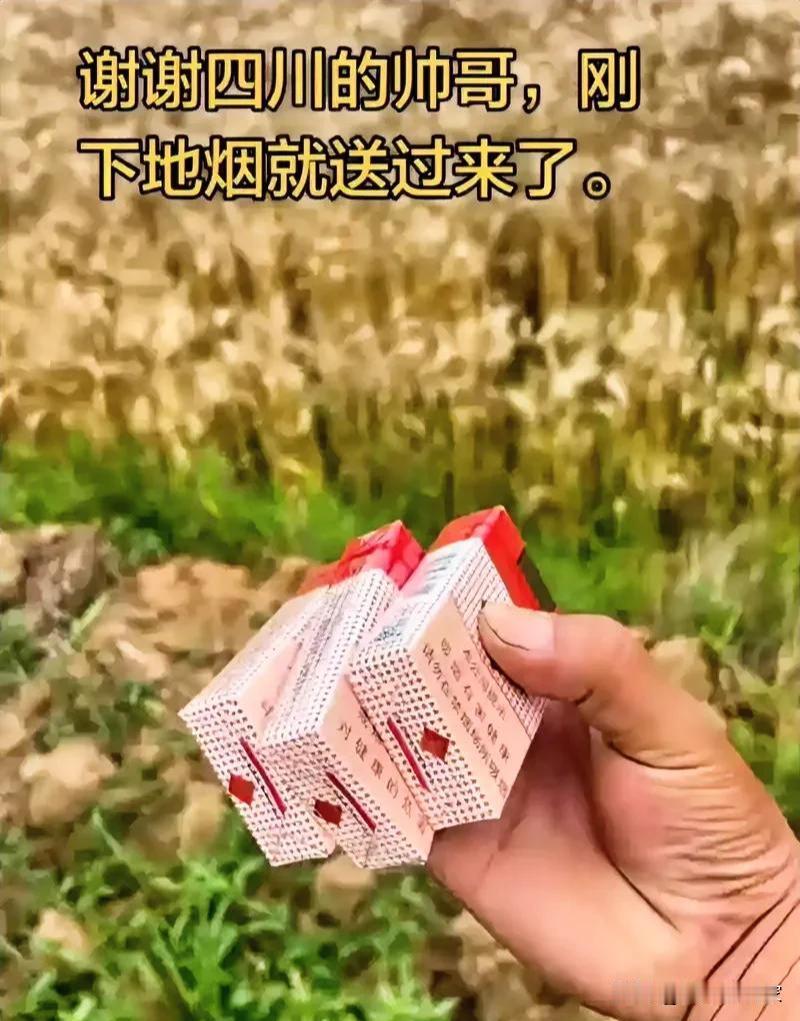 同样割小麦，四川待人之道可真好，上来就送三盒玉溪，这抽起来很滋润的。

关键是饭