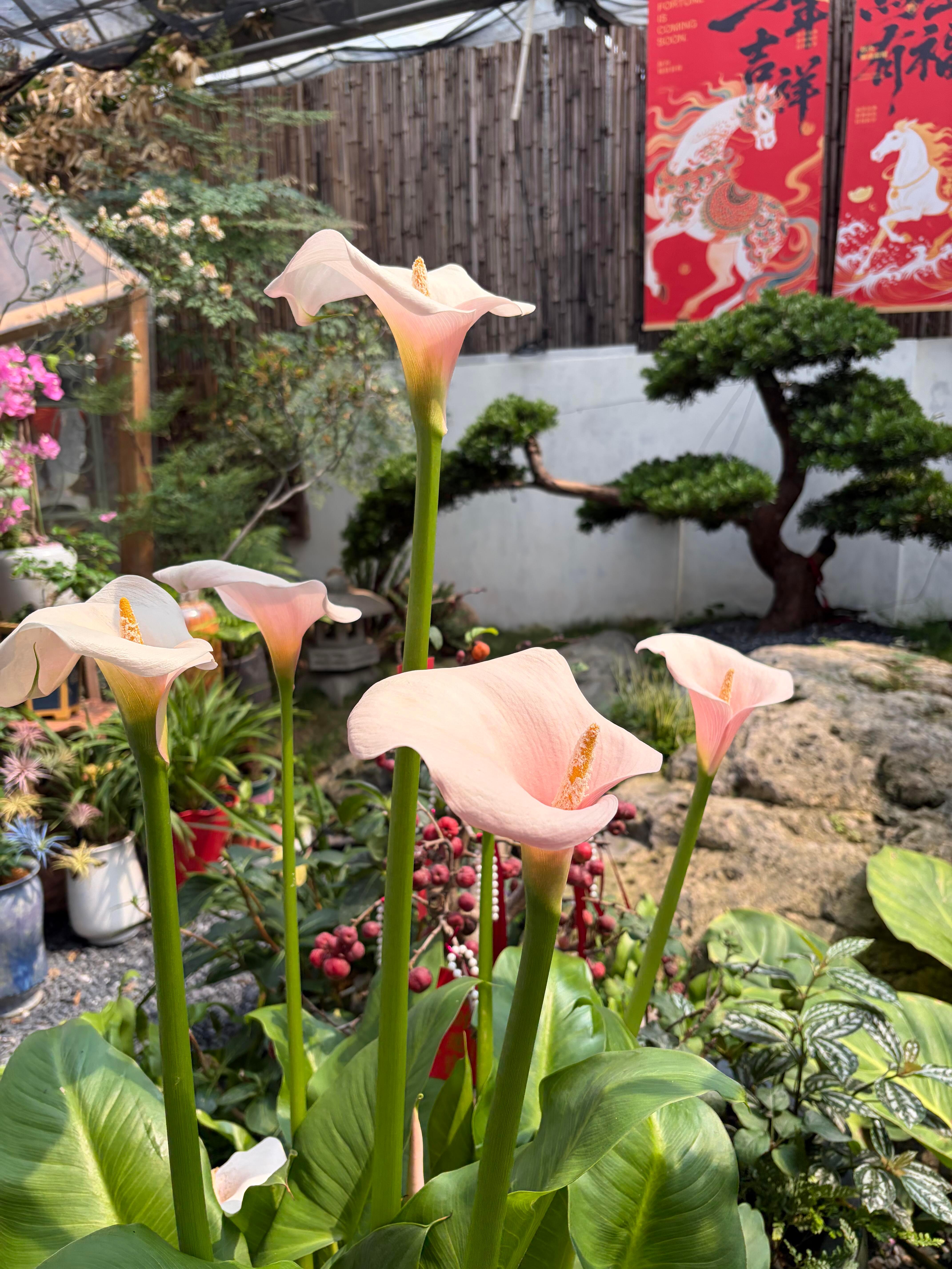 小朋友的世界永远最真诚喜欢就靠近 开心就笑所有烦恼都不算什么春风里派对