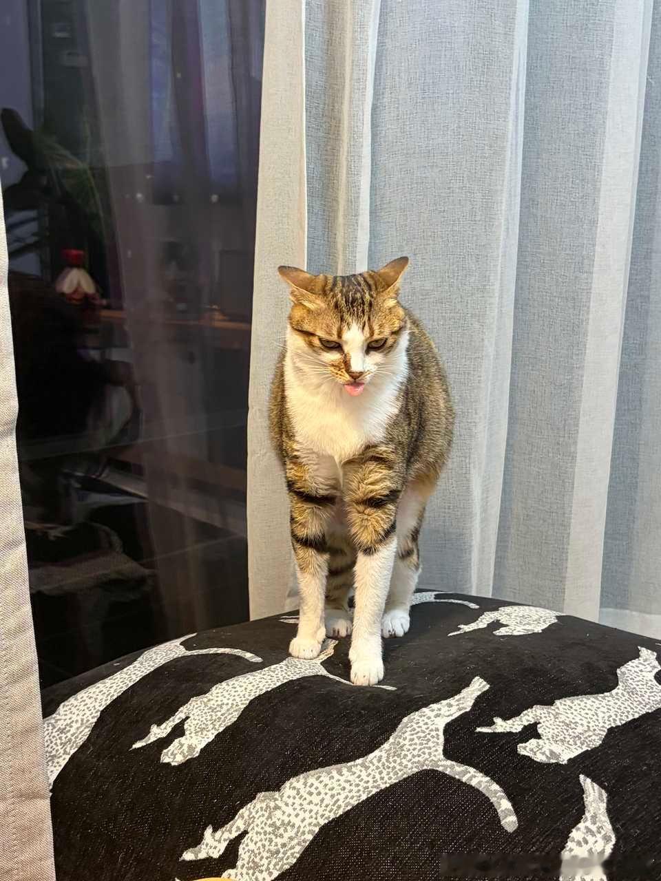 50175【丑猫】 