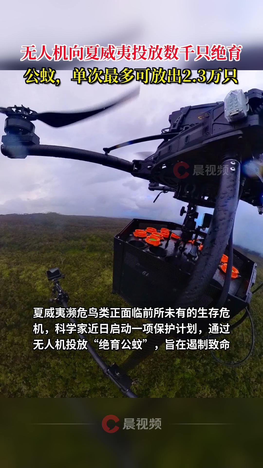 美国这是疯了吗？夏威夷出现惊人一幕，人为用大量无人机投放了数万只蚊子，而且每一只