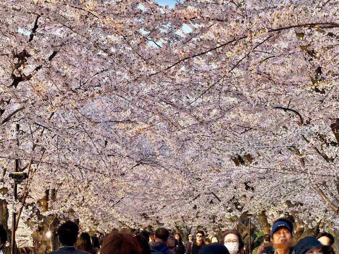 弘前春色上天家，万树樱云映彩霞。人立城头山不语，一朝观尽半生花。—— 再题弘前樱