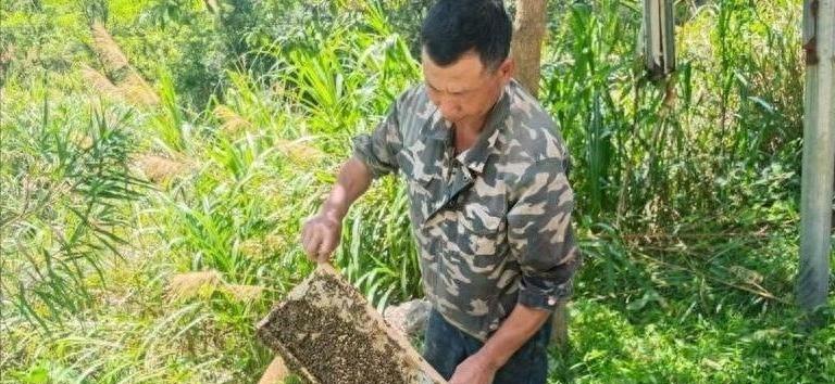 七月的闽清，暑气蒸腾。沿着蜿蜒山路拐进闽清东桥镇村后村，密林深处，蜂鸣如织。养蜂