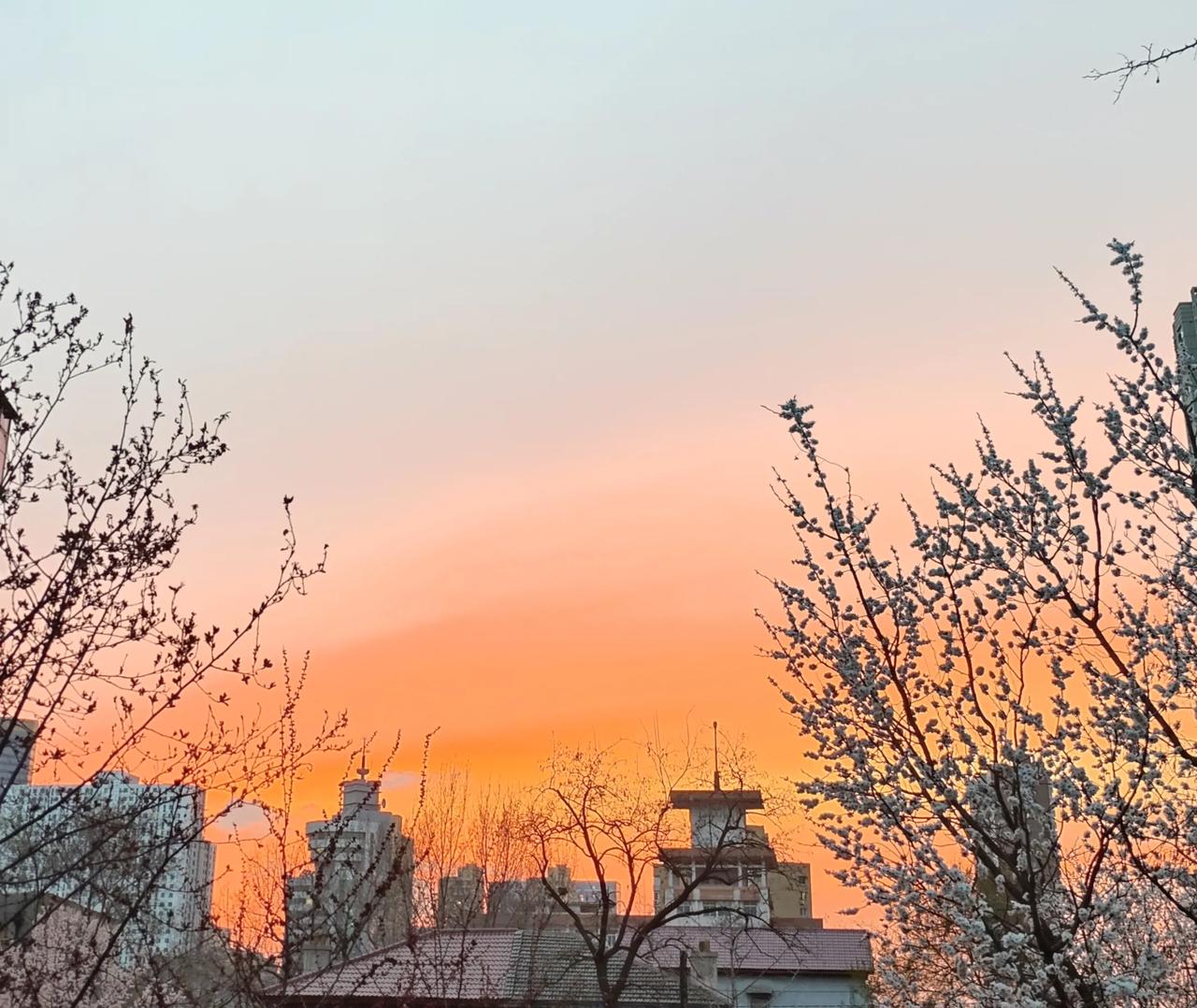 同样的桃花盛开
有的在夕阳里买醉
羞红了余晖
有的在小路旁静放
绽满了整个
心扉