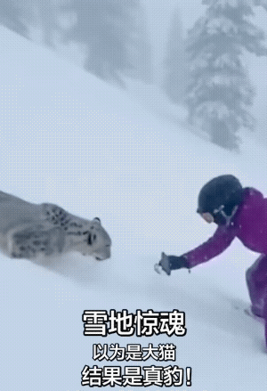 女子雪地里给它近距离的拍照。
起初女子认为这是一只大野猫，一扑才知道是雪豹的。