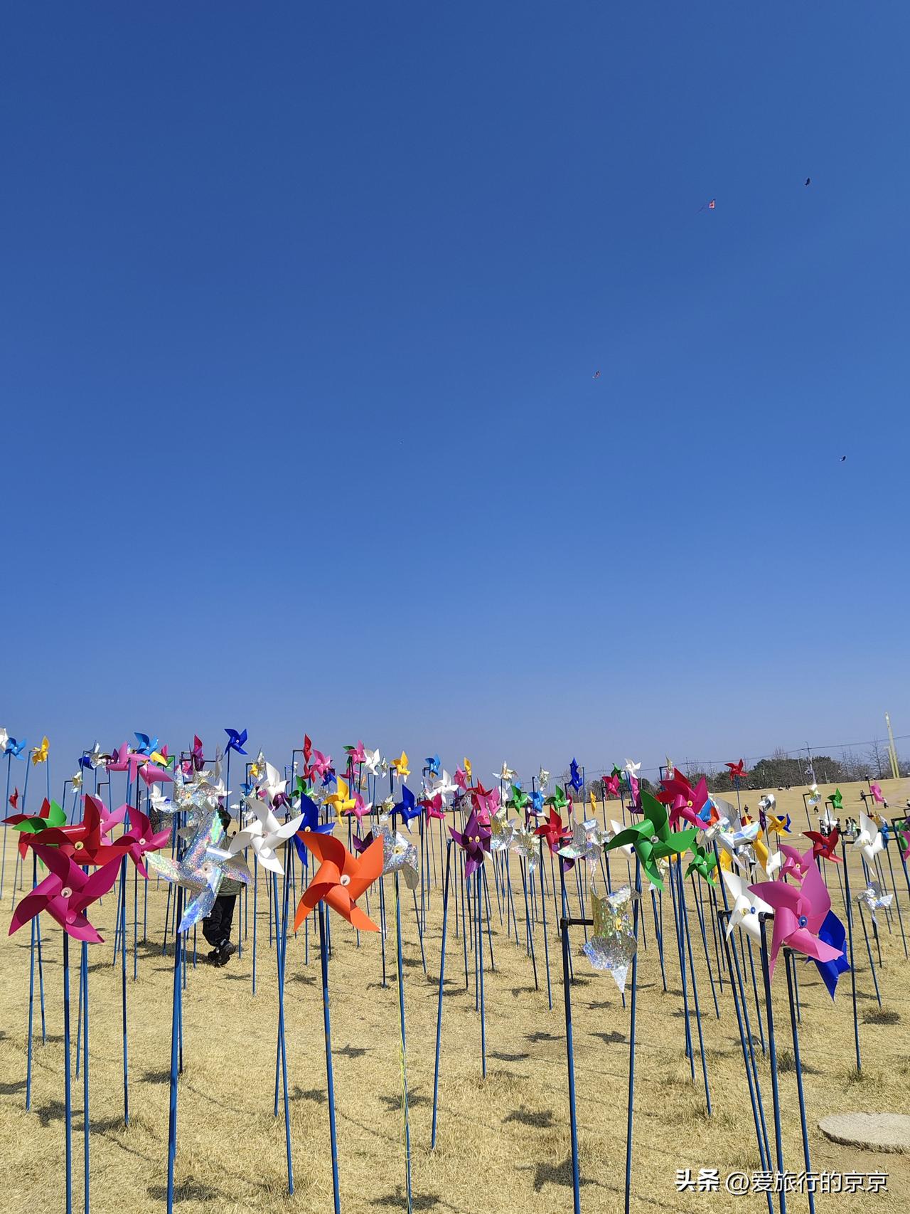 晒图笔记大赛早春的公园里，金黄色的小草托举着五颜六色的风车，春天的快乐在春天的微
