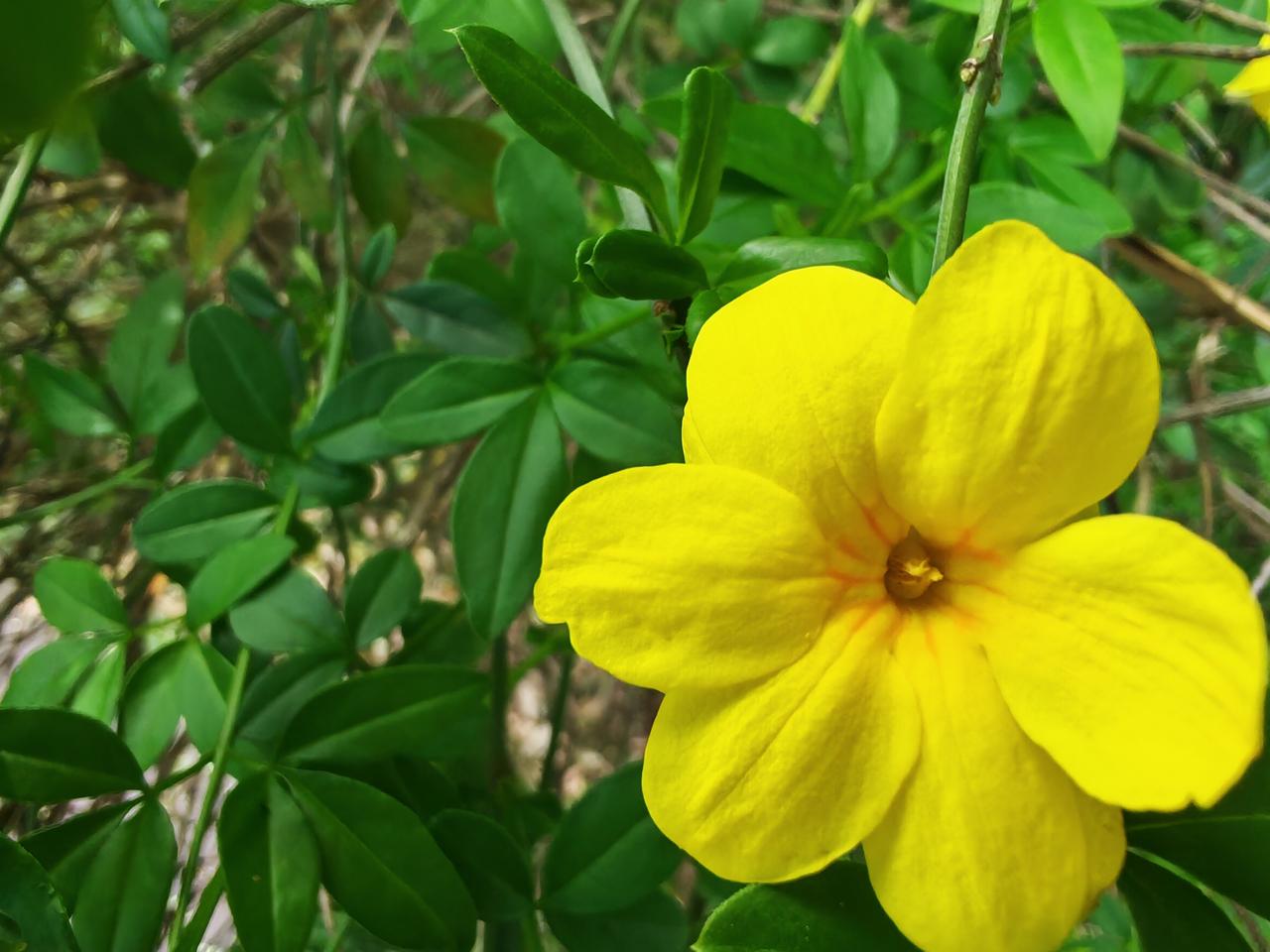 有没有漂亮的花朵图片吗