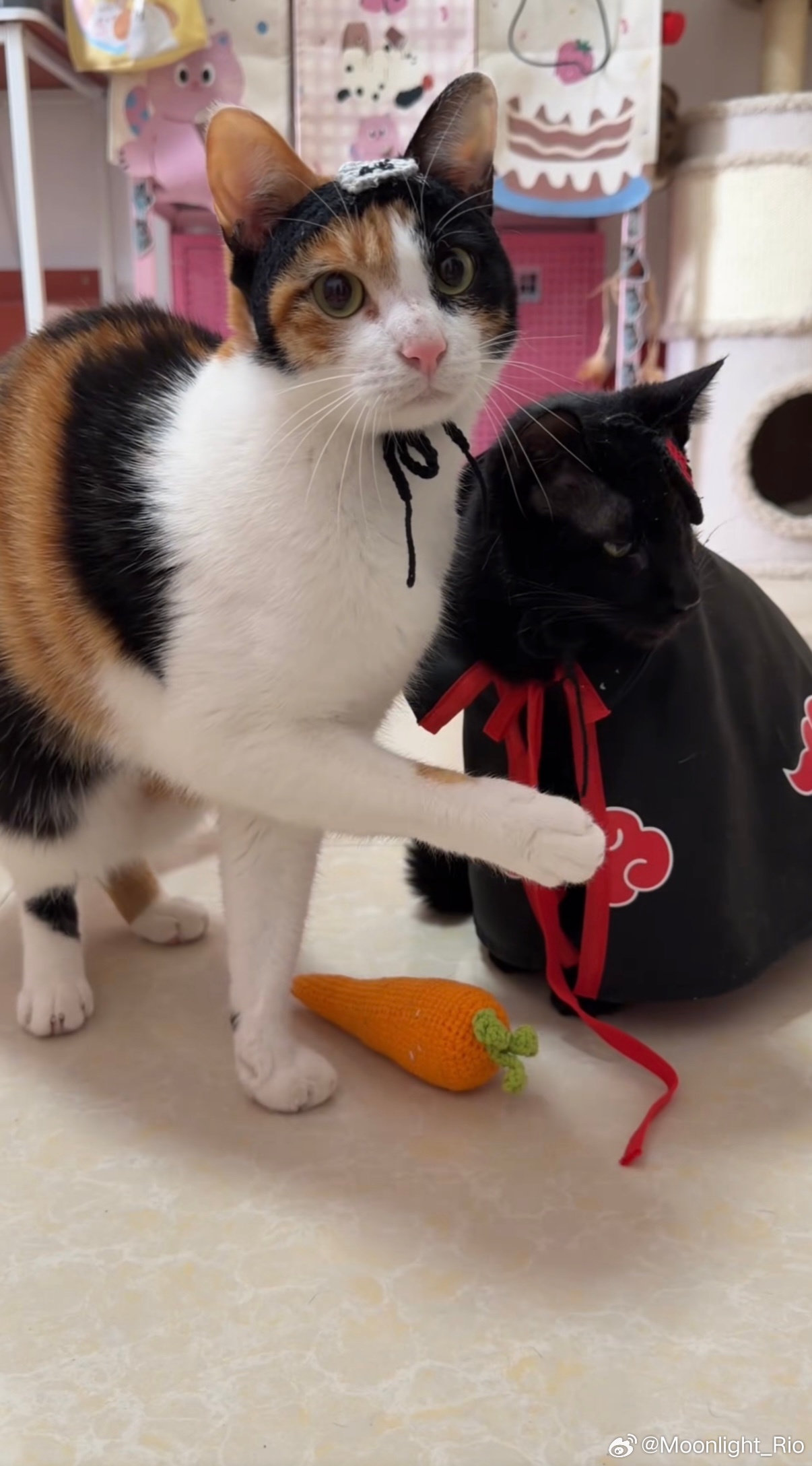 “真棒·吃吧”的梦幻联动🥹我最喜欢的互联网小猫小狗就是西卡（西米露妹妹也萌ʕ 