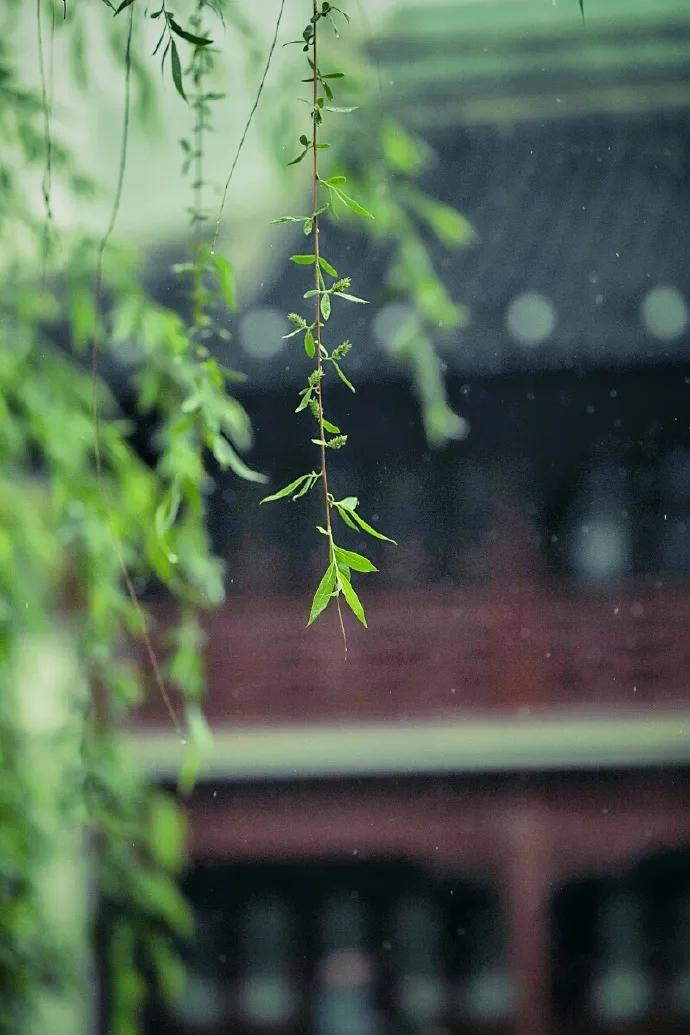 蜀溪春-春怨
文/莲花书院

雪絮濛濛，弄姿如花，寥落穿篱。
窗外轻阴，小桃无语