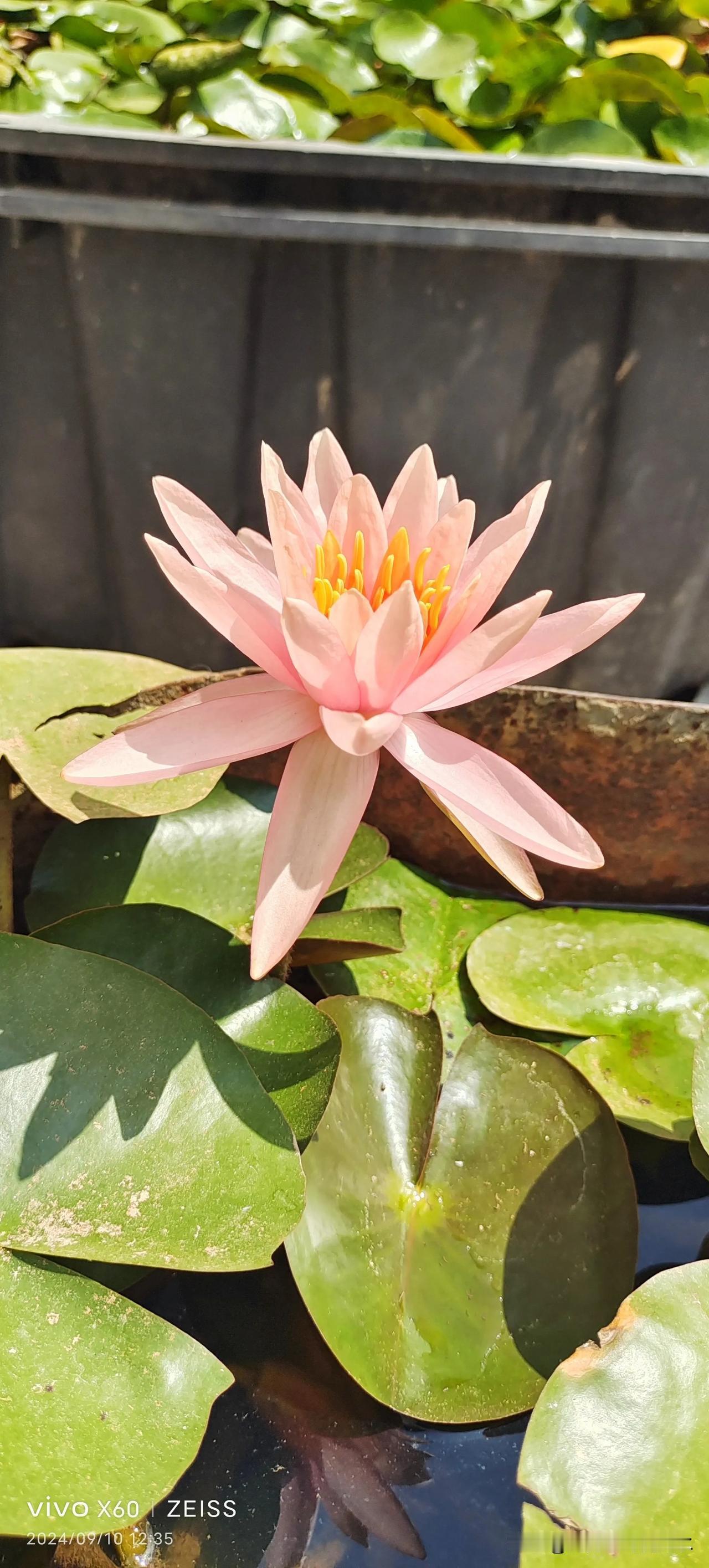 #分享最美丽的莲花#