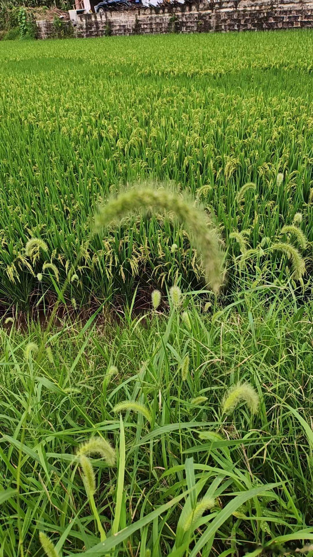 早安早安 向内扎根，向外开花不必迎合世俗眼光，专注提升自己优秀的灵魂终会相逢，同