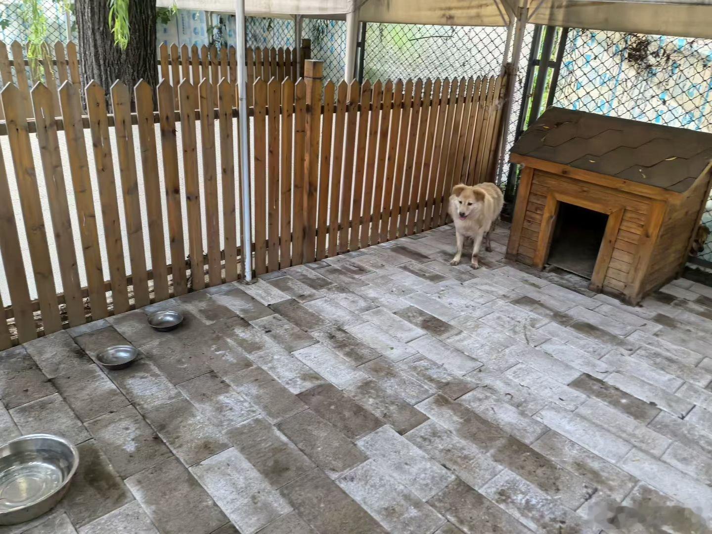 毛孩们的日常 大熊，小黄屋，劳力屋，两间屋完工 