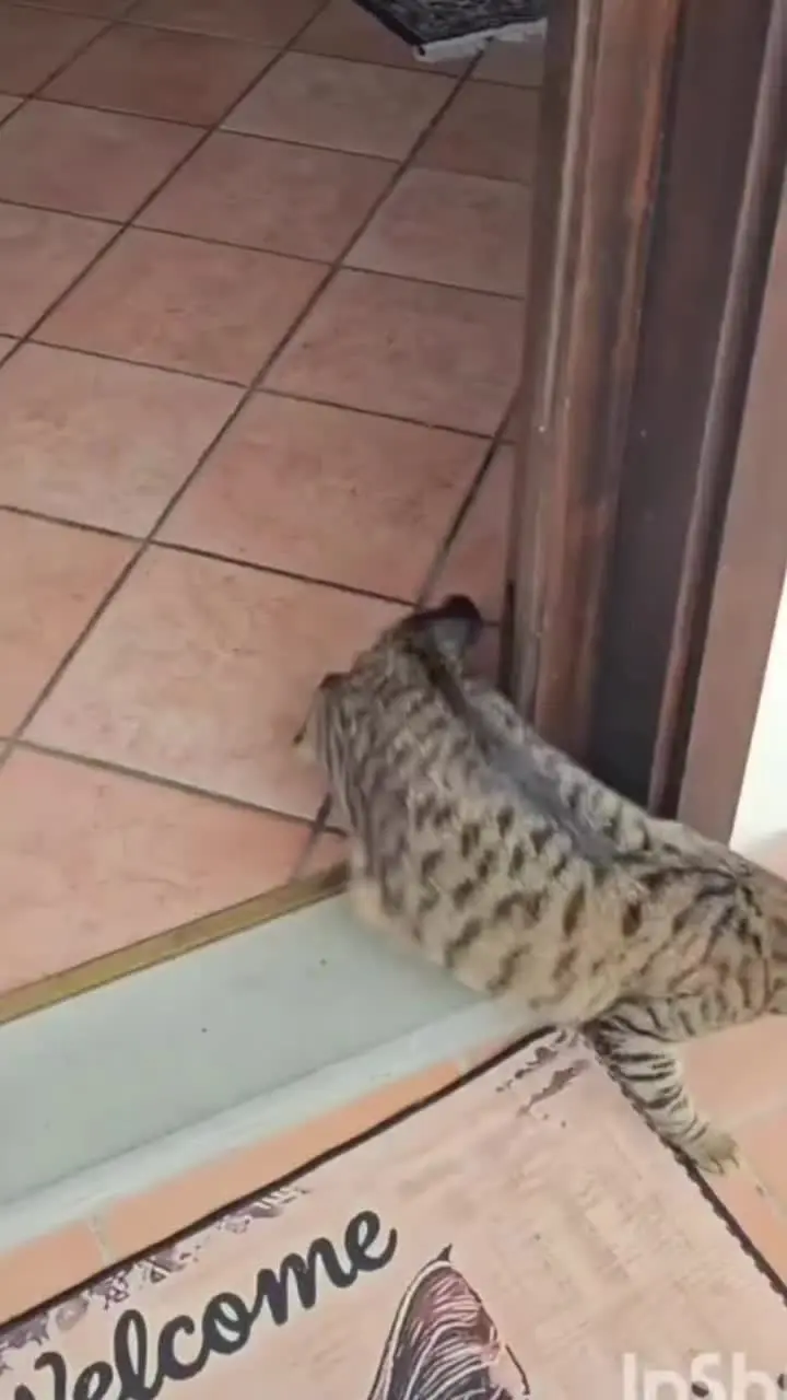 这种猫有吃有喝的为什么总想去流浪