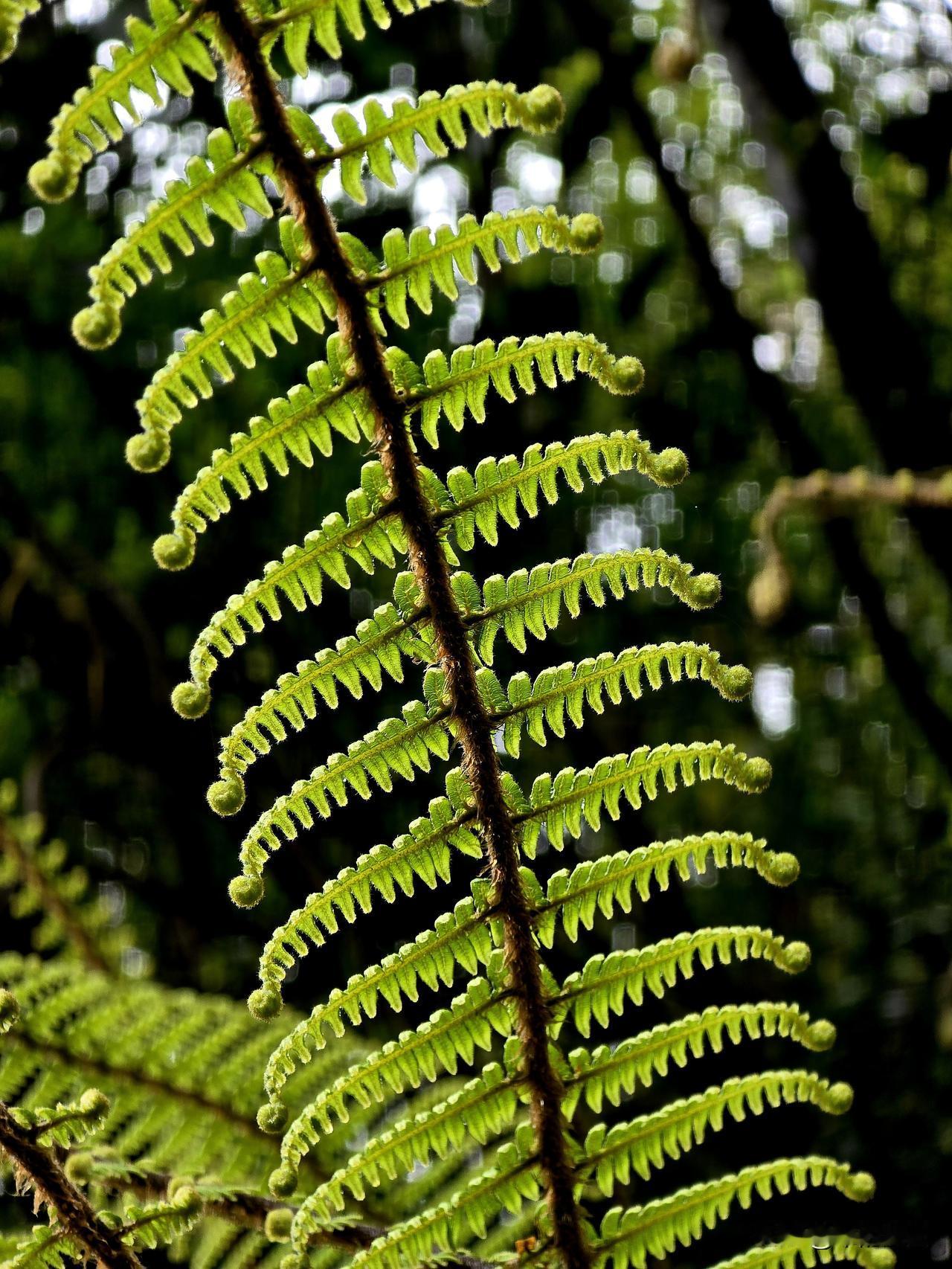 神奇而美丽的蕨类植物