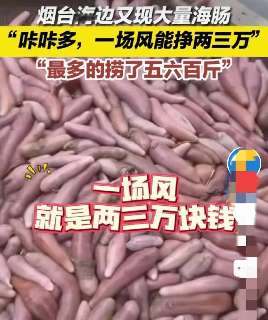 海肠捞饭价格都是从100多块钱起步价，烟台最近海边大风大浪过后，海肠子又成群结队