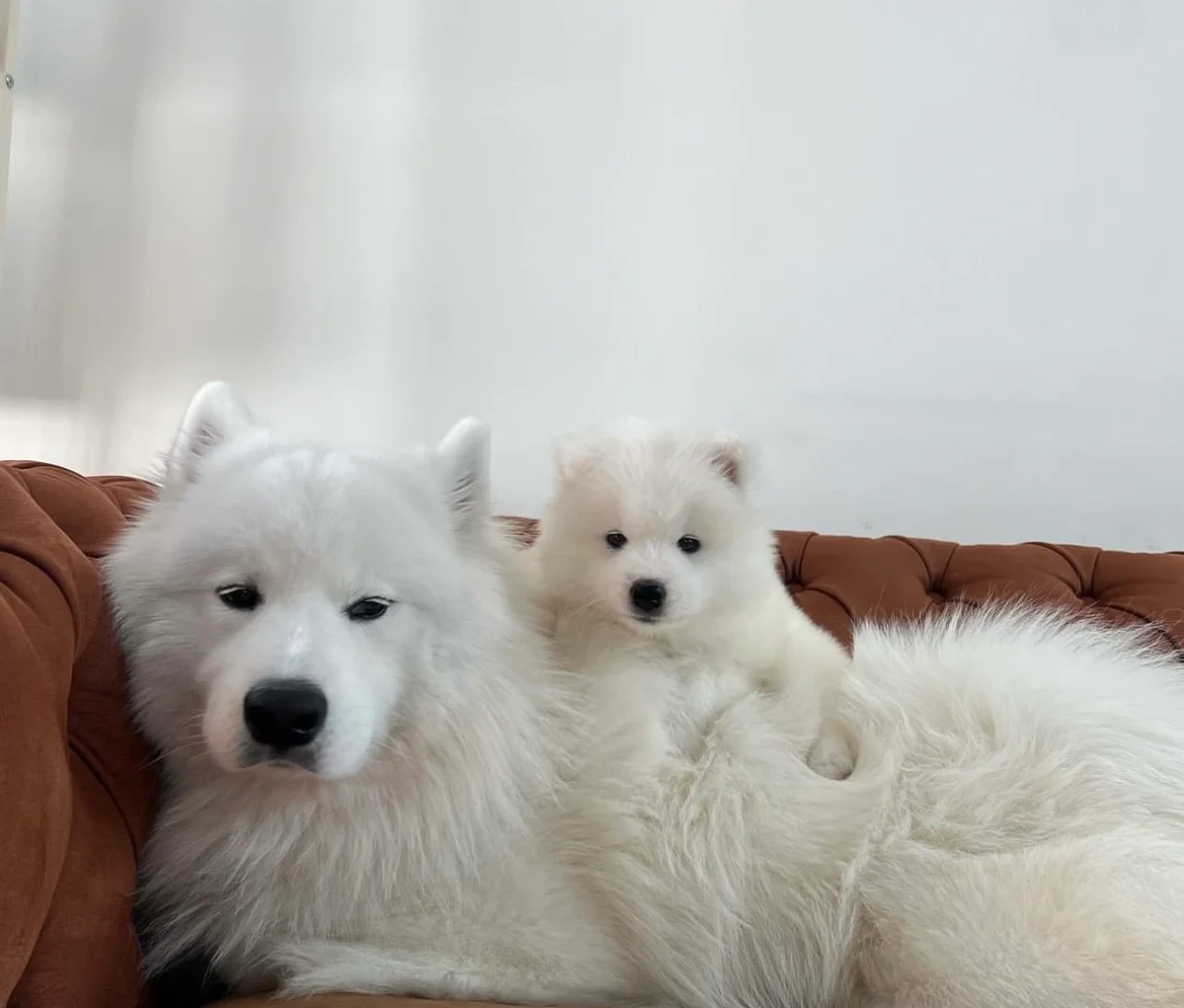 买一送一，萨摩大甩卖