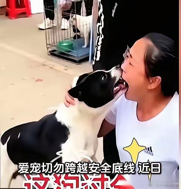 常用话术：我家狗不咬人