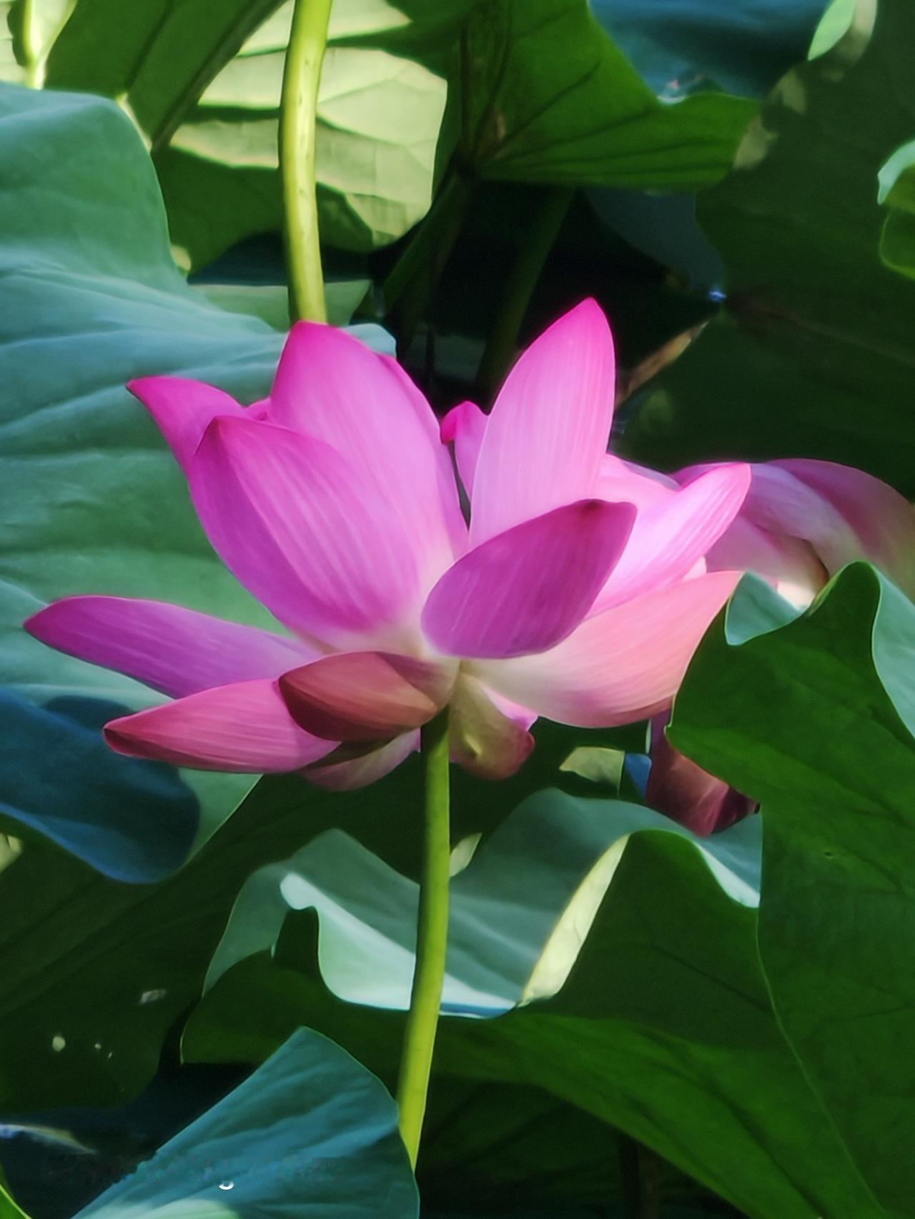 荷花粉面含春意，清香袅袅绕枝蔓。北京东郊湿地公园里风景独好~荷花盛开