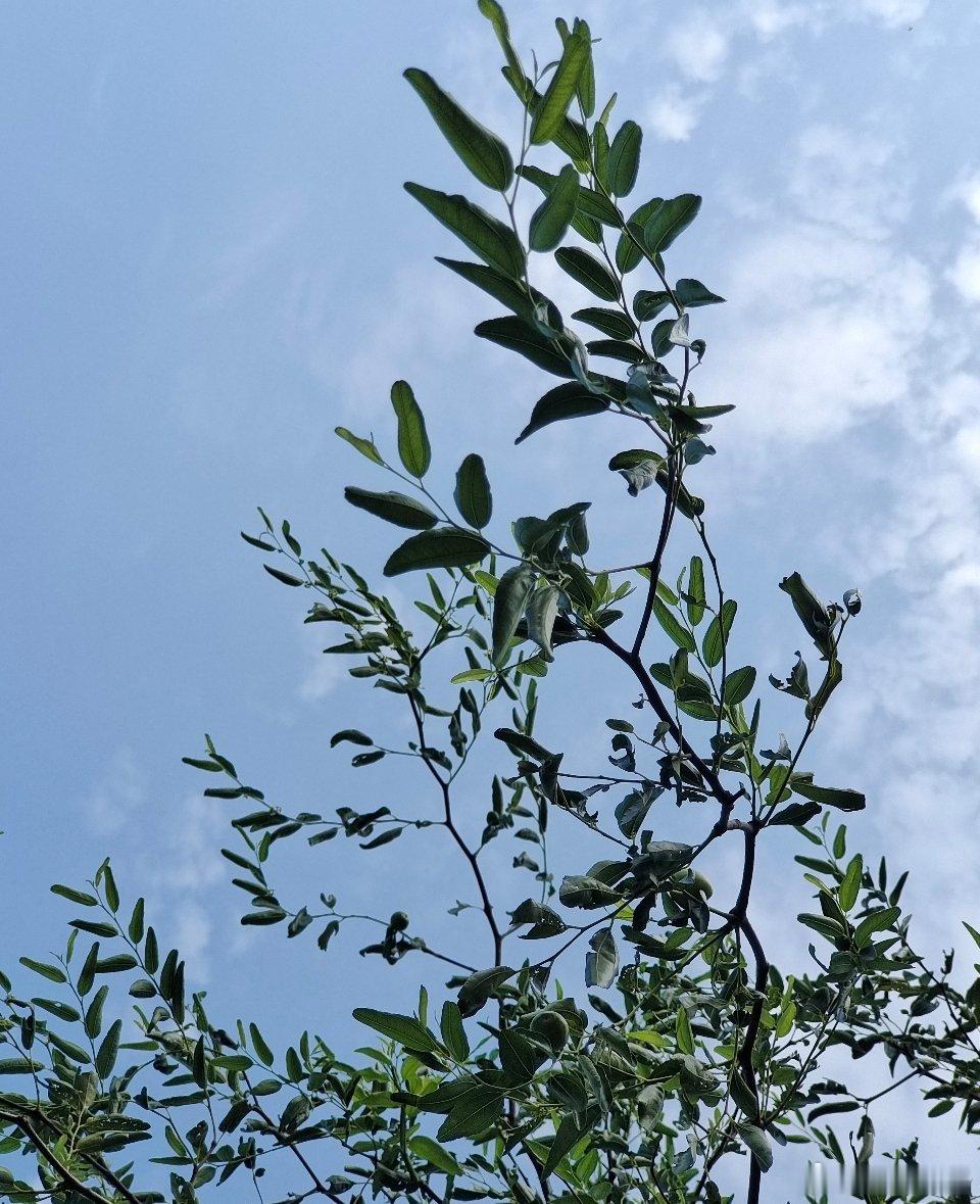 卢伟冰转发极客湾测评后秒删卢总这是在测试自己手机吗？ 