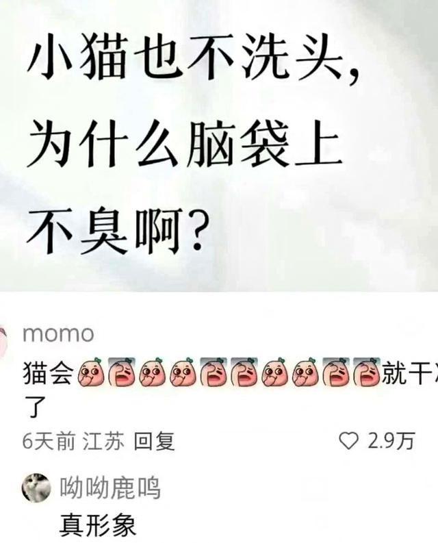 猫咪洗脸这事儿真的挺逗的。看它先把爪子舔湿再往脸上抹，跟咱们拍爽肤水护肤似的，还