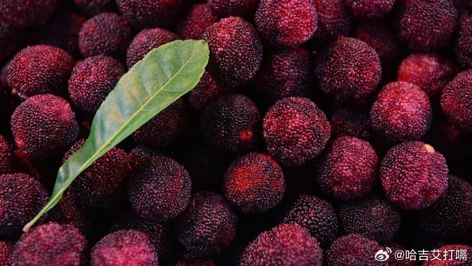 凤凰新闻【漳州杨梅被“封杀”背后】5月24日晚，福建漳州龙海区的问责通报，为一场
