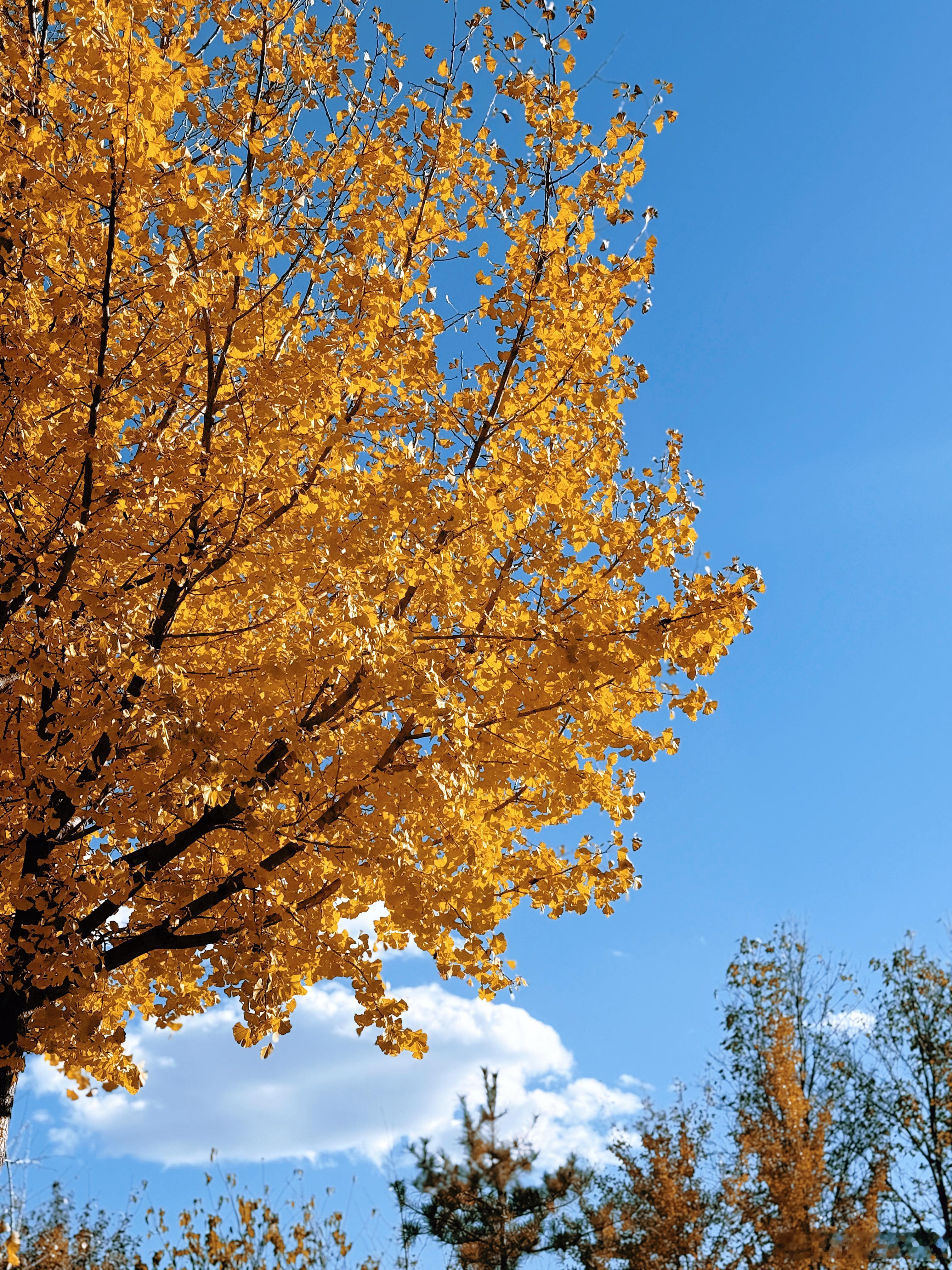 银杏树下漫步30分钟，被熏的yue了25分钟。  ​​​