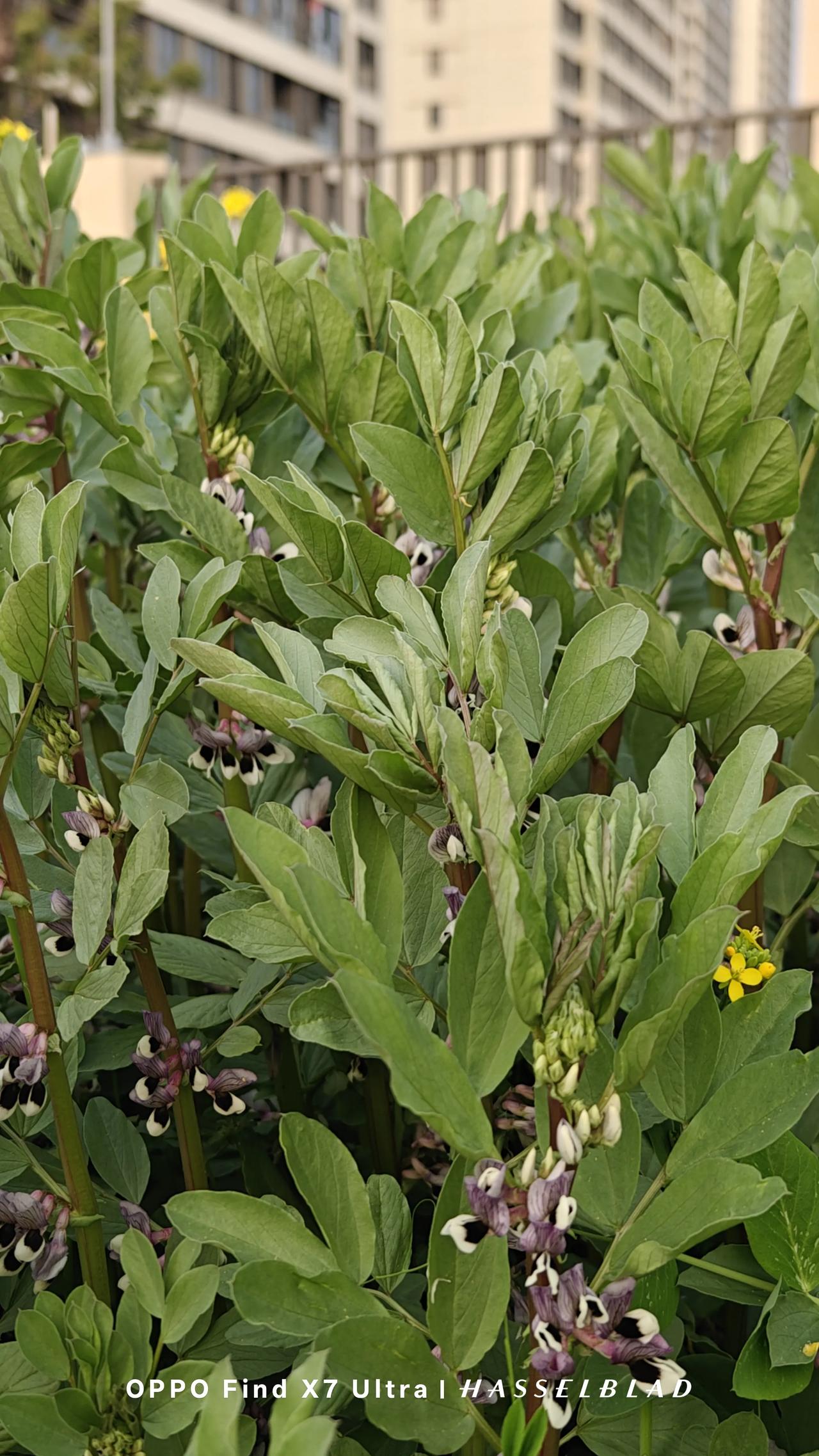 限时发文。

我走在河边。树木的倒影在水中呈现出清晰灰暗的映像。河床浅显，河水微