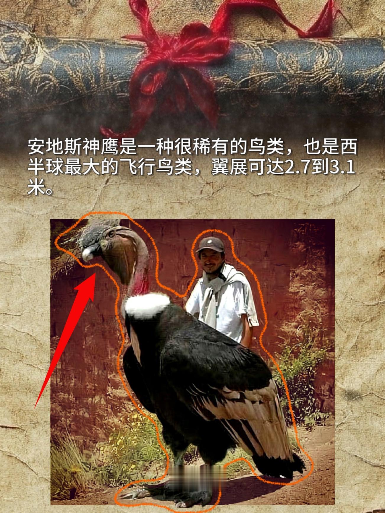 安地斯神鹰是一种很稀有的鸟类，也是西半球最大的飞行鸟类，翼展可达2.7到3.1米
