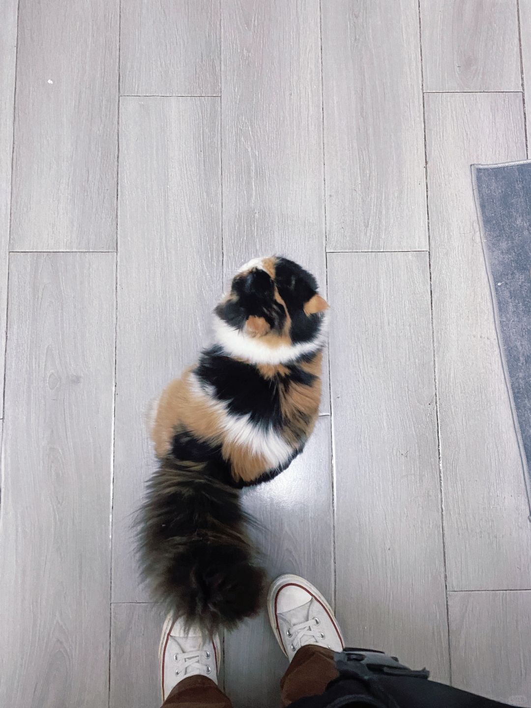 我也是下班有猫接的人了