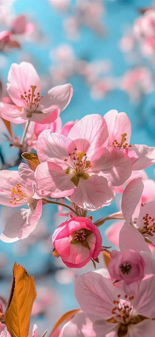 ❣️壁纸 |高清无水印 |存一点好看的手机壁纸.ᐟ.ᐟ 